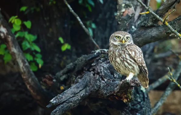 Forest, look, branches, pose, background, tree, owl, bird