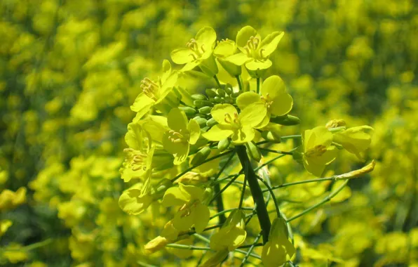 Picture field, flowers, yellow, rape