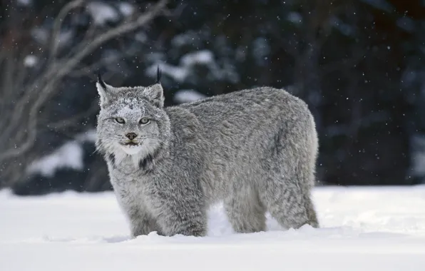 snow lynx wallpaper