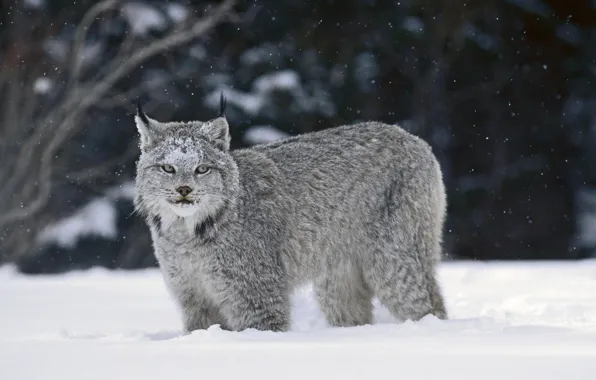 Picture winter, snow, lynx