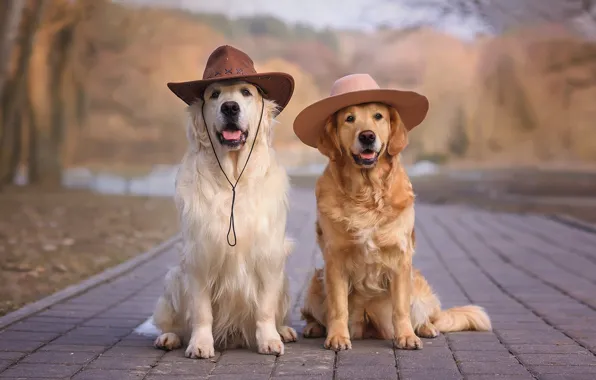 Picture animals, dogs, pair, hats, Golden Retriever, retrievers, Victoria Dubrovskaya