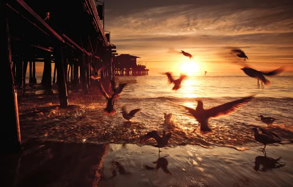 Sunset, birds, bridge, United States, California, Santa Monica