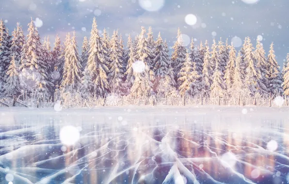 Winter, forest, light, snow, cracked, shore, the fence, ice