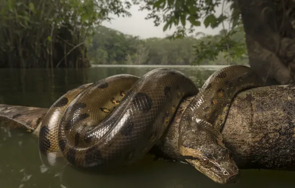 Picture water, nature, snake, branch