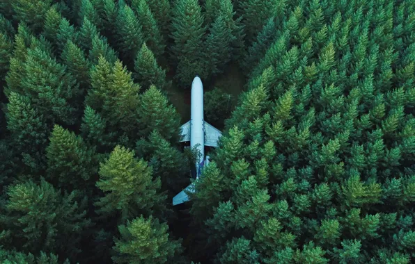 Picture trees, airplane, top view