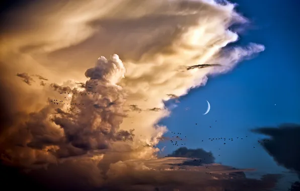Clouds, birds, The sky, a month