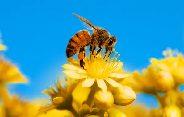 The sky, flowers, bee, insect