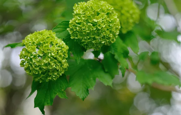 Picture leaves, flowers, branch, green balls
