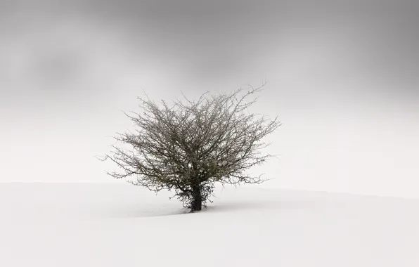 Picture fog, background, tree