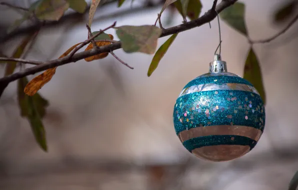 Picture holiday, toy, branch