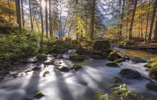 Forest, rays, light, trees, river, stones, shore, shadows