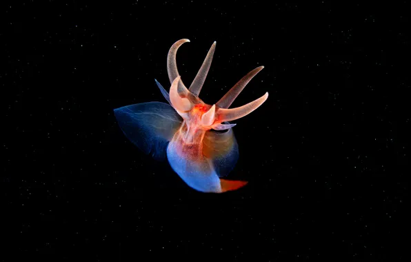 Picture sea, macro, the dark background, the ocean, black background, underwater world, under water, sea creature