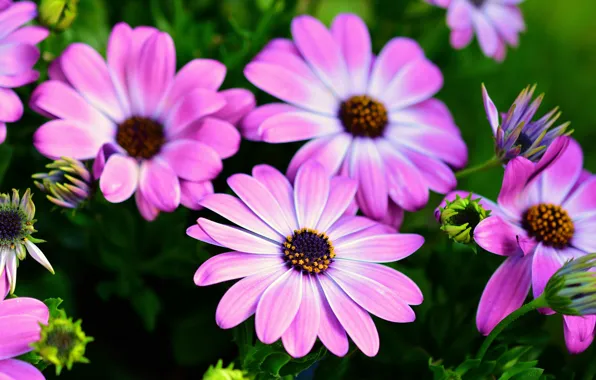 Flowers, lilac, osteospermum