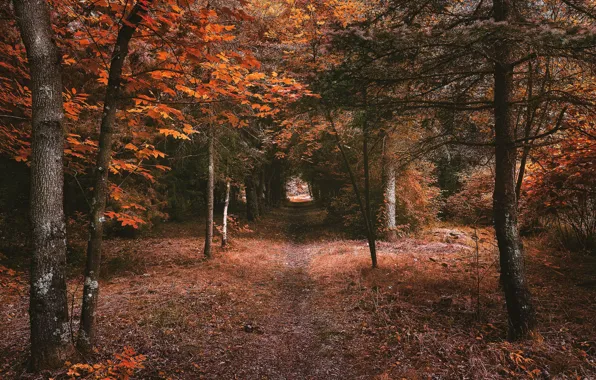 Autumn, forest, landscape, nature, pass, the tunnel, path