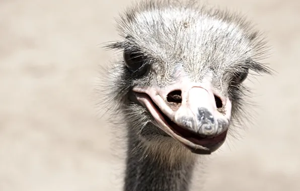 Picture bird, ostrich, portrait