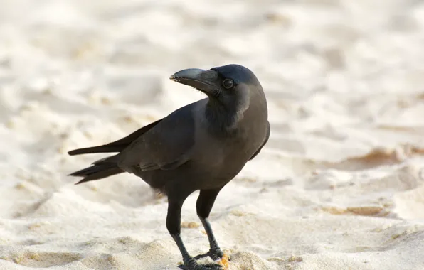Bird, Raven, on the beach, Sri Lanka