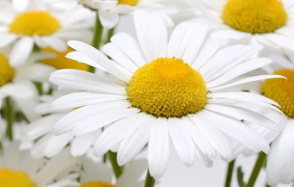 Picture photo, Flowers, Chamomile