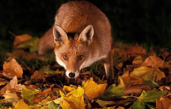 Picture grass, leaves, night, Fox, red, autumn