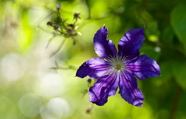 Flower, purple, leaves, light, green, background, lilac, bokeh