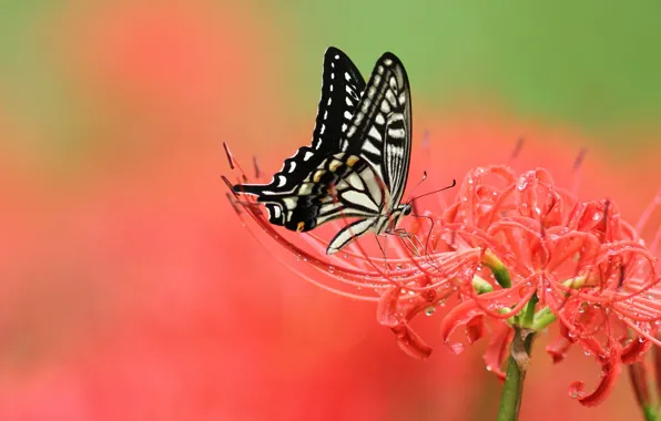 Drops, macro, flowers, red, Rosa, pattern, butterfly, Lily