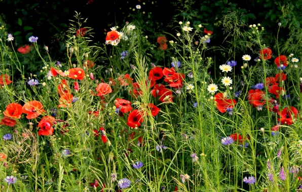 Flowers, the dark background, glade, Maki, chamomile, meadow, red, white