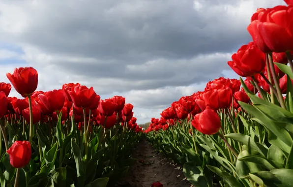 The sky, clouds, flowers, clouds, spring, tulips, red, buds