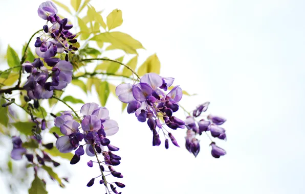 Leaves, flowers, branches, white background, bunches, Wisteria