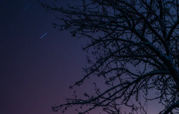 Picture the sky, stars, night, apple, sky, night, stars, tree