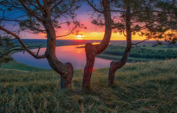 Picture trees, landscape, sunset, nature, river, pine, Ufa, Alexey Nikitin