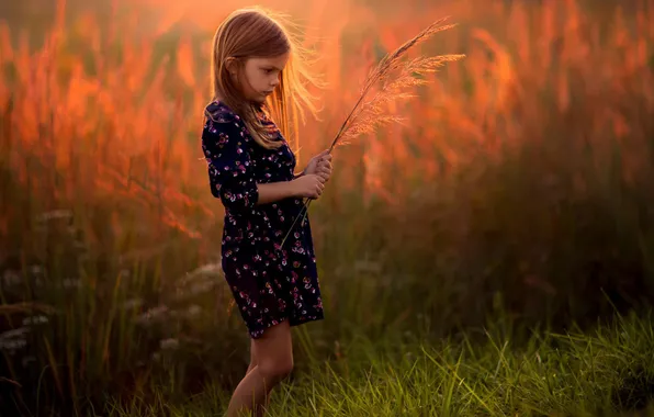 Picture sunset, girl, a blade of grass