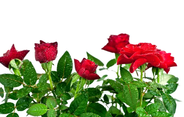 White, drops, background, roses, bouquet, water, red