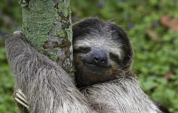 Tree, wool, sloth, mammal, Costa Rica