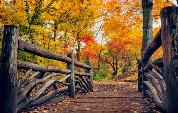 Road, autumn, forest, leaves, trees, nature, Park, colors