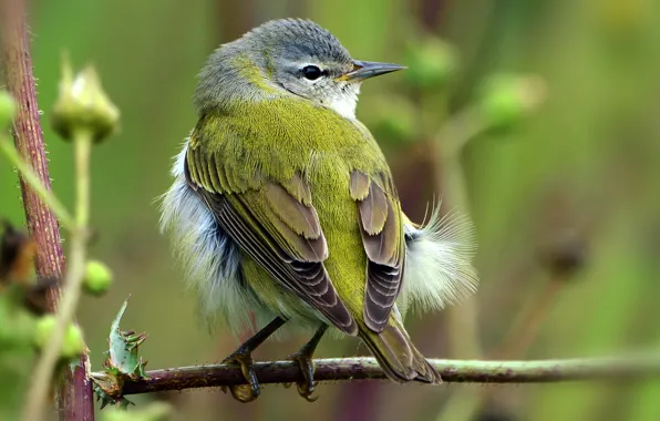 Picture sprig, background, bird, bird, a feather, Wallpaper from lolita777