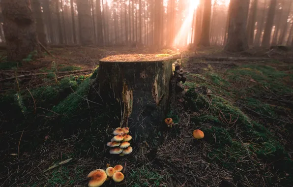 Forest, the sun, rays, light, nature, glade, mushrooms, moss