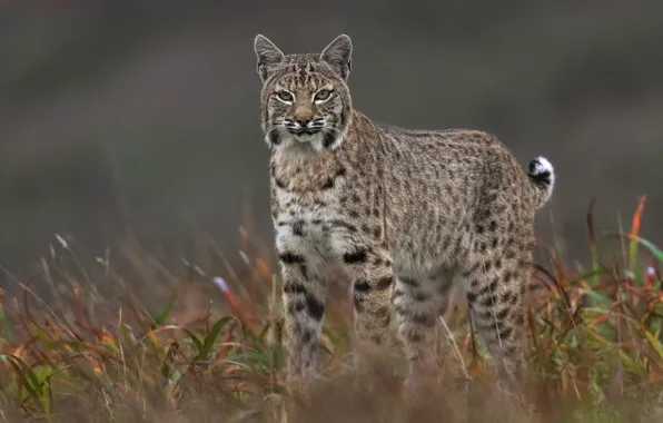 Picture look, lynx, field