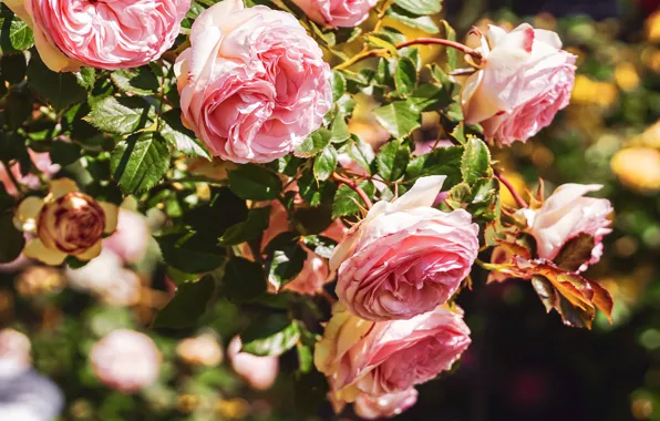 Picture summer, leaves, light, flowers, branches, roses, garden, flowering