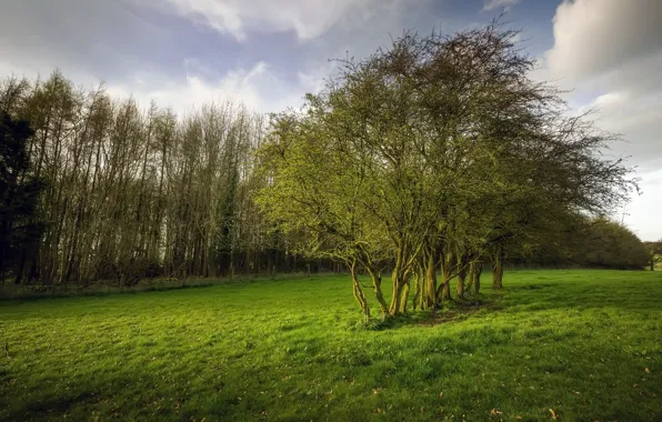 Picture field, trees, spring