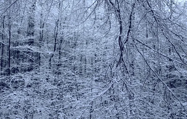 Winter, forest, snow, trees, branches, nature, Niklas Hamisch
