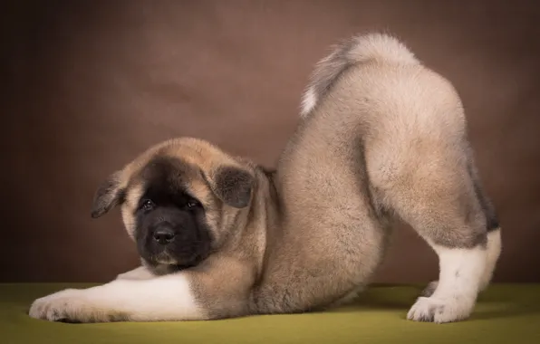 Picture pose, puppy, American Akita