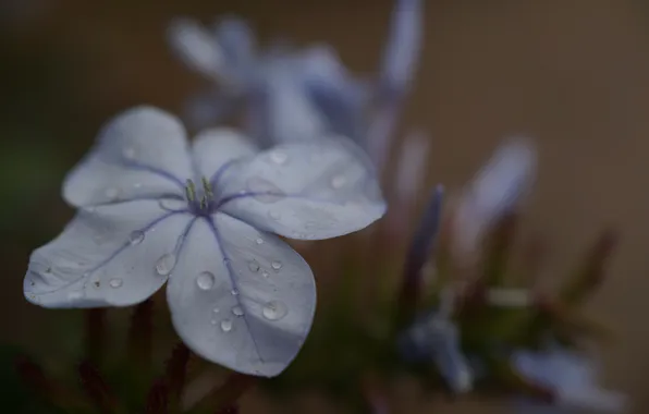 Flower, drops, petals