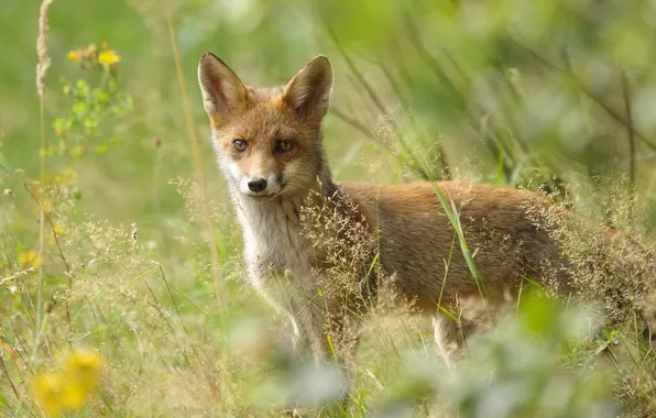 Grass, animal, Fox