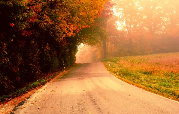 Road, autumn, trees, fog, morning