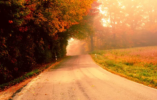 Picture road, autumn, trees, fog, morning