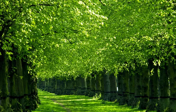Picture greens, trees, nature, spring, alley