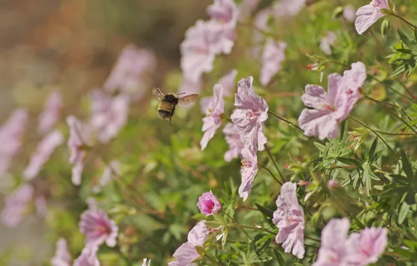 Flowers, nature, bumblebee