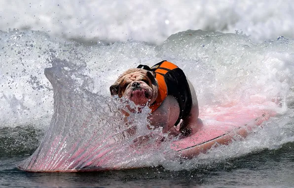 Picture squirt, wave, dog, Board