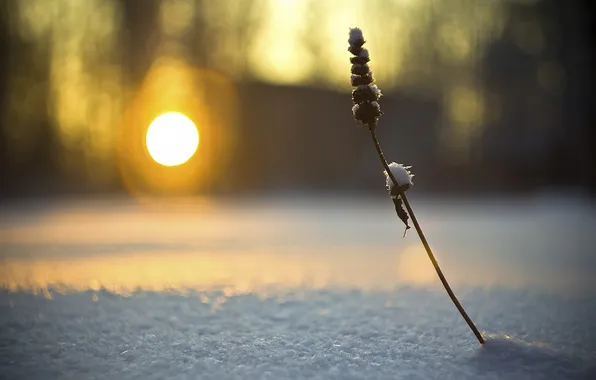 Picture winter, the sun, light, snow, glare, sprig, background, blur