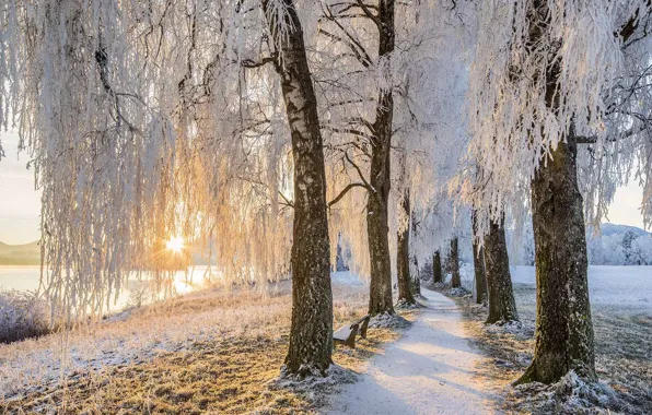 Germany, Bayern, birch alley, Uffing am Staffelsee