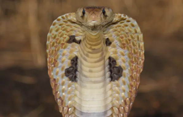 Picture viper, close-up, reptile, cobra snake, king cobra
